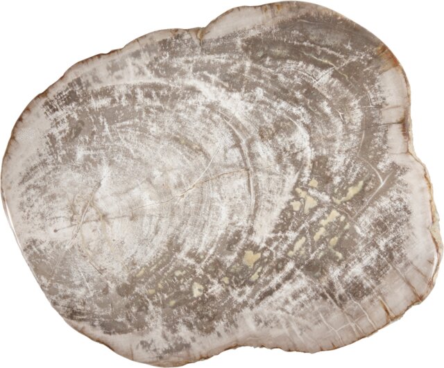 ACCESSORIES Platter Petrified Wood Large