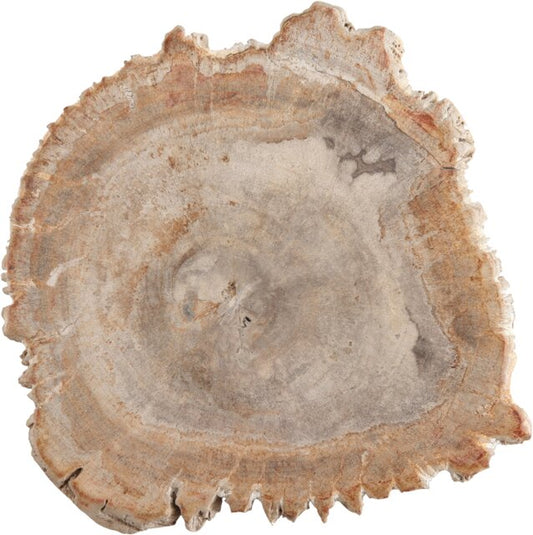 ACCESSORIES Platter Petrified Wood Small