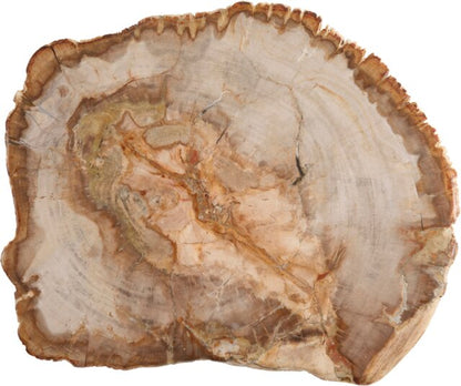 ACCESSORIES Platter Petrified Wood Medium