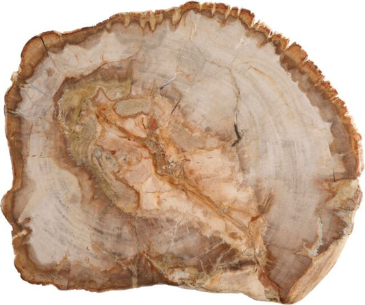 ACCESSORIES Platter Petrified Wood Medium