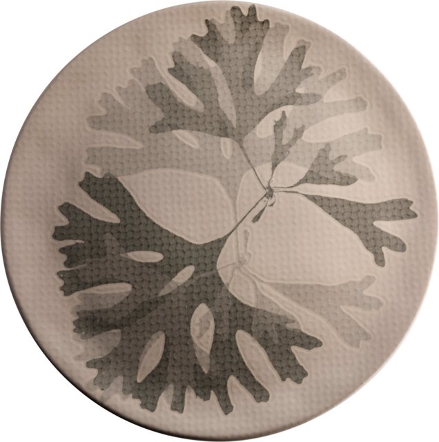 Chef Plates SEAWEED  Plate flat coupe taupe 31cm